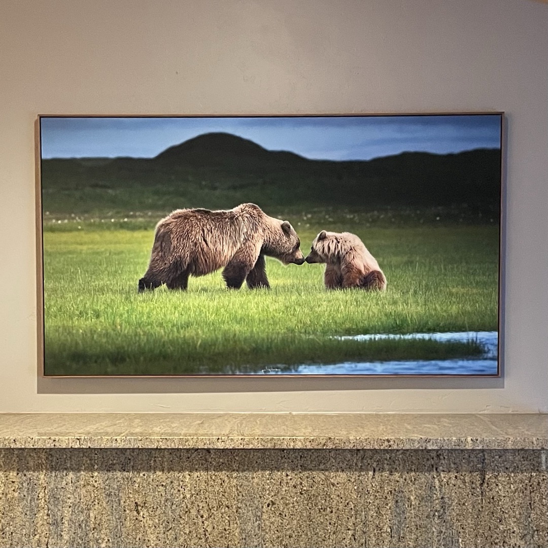 Coastal Brown Bear Mother and Cub